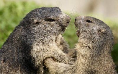 Marmottes dans le parc national du Mercantour