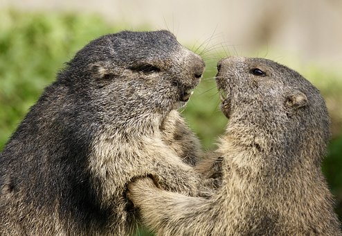 Marmottes du Mercantour