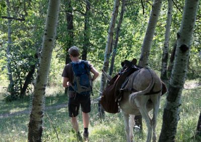âne et randonneur dans la nature, marche à travers la forêt de Villeplane, à Guillaumes.
