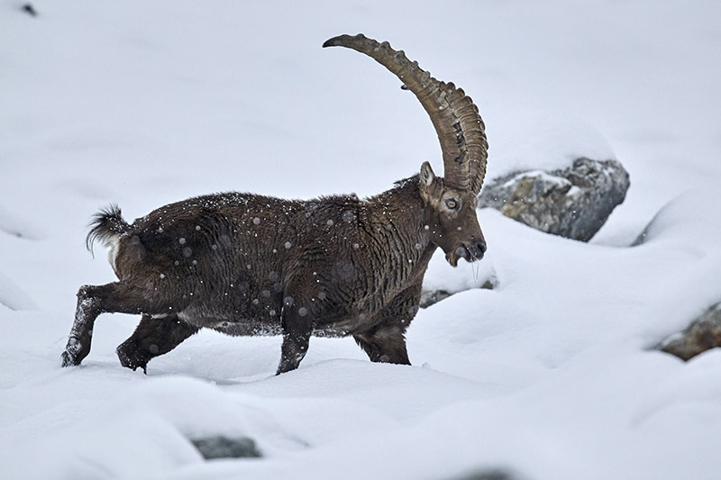 Mâle de bouquetin des Alpes (Capra ibex) dans la neige - faune mercantour