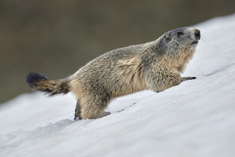 Marmotte des Alpes Mercantour - stage faune Itinérance trekking 