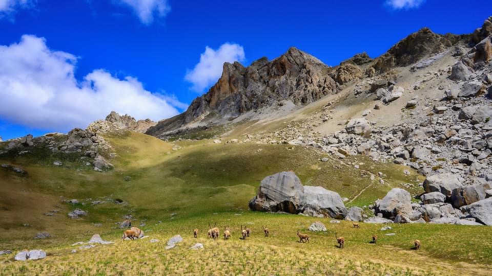 Troupeau de bouquetins dans les Alpages des alpes du Sud sous le ciel bleu du Mercantour