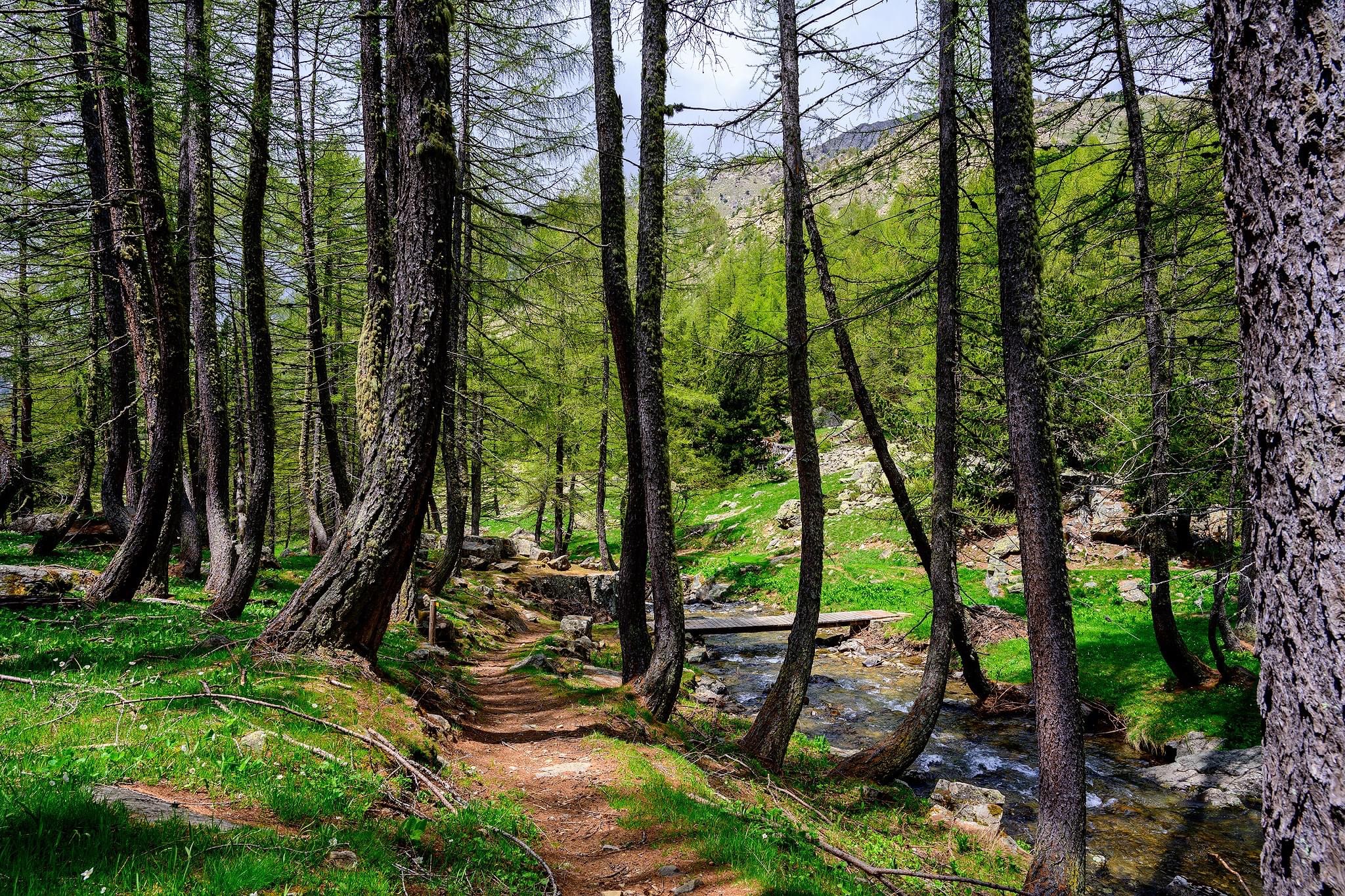 sentier de randonnée dans les bois longeant un ruisseau puis le traversant grâce à un petit pont en bois dans les alpes du Mercantour